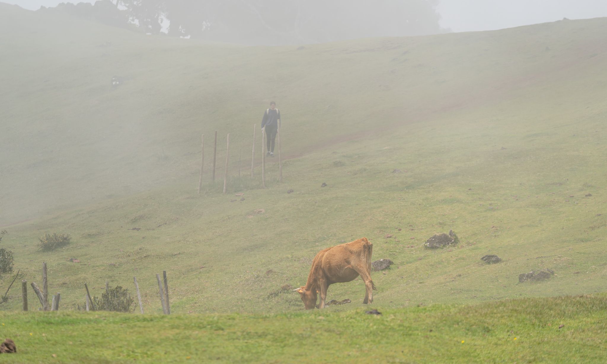 20250513 145349 Porto Moniz   Posto Florestal Fanal